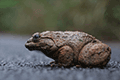 Namiye's Frog 01