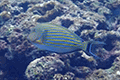 Lined Surgeonfish 01