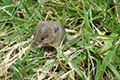 Ricefield Mouse, Ryukyu Mouse 01