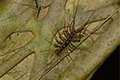 Long-legged Centipede 01