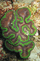 Largebrain Root Coral 01