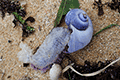 Mediterranean Purple Sea Snail  01