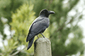 Large-billed Crow 01