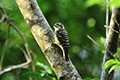 Japanese Pygmy Woodpecker 01