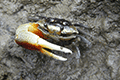 Compressed Fiddler Crab 01