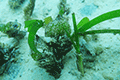 Sickle Seagrass (fruit) 01