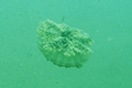 Upside-down Jellyfish 02