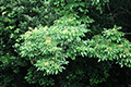 Evergreen Ash Tree 01