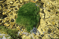 Green Algae (Species of the order Cladophorales) 01