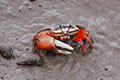 Fiddler Crab 01