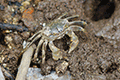 Taiwan Thick Crab 01