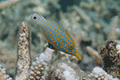 Harlequin Filefish, Orange Spotted Filefish, Beaked Letherjacket01