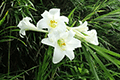 Easter Lily 01