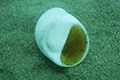 Pear-shaped Moon Snail 01