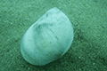 Pear-shaped Moon Snail 02