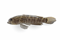 Crested Goby 01