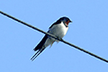 Barn Swallow 01