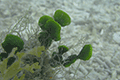 Large Leaf Watercress Alga 01