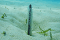 Sea Pen(Species of the Order Pennatulacea) 01