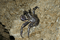 Coconut Crab 01