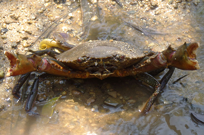 Serrated Swimming Crab