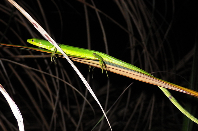 Green Grass Lizard