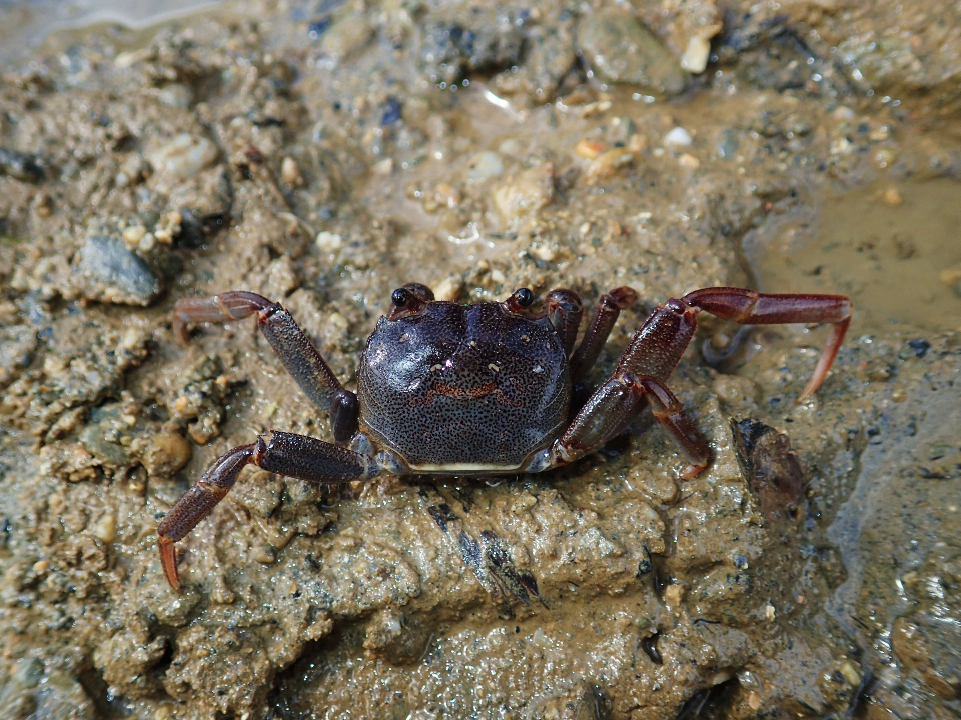 Sesarmine Crab