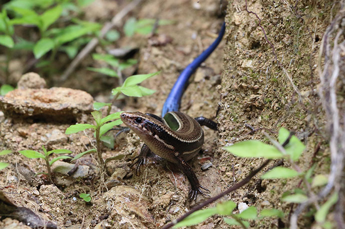Barbour’s blue-tailed Skink