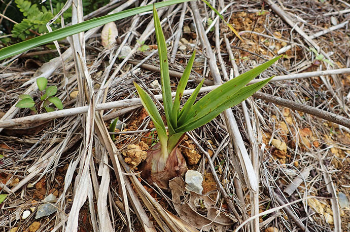 Chinese Crown Orchid, Grass Leaved Eulophia