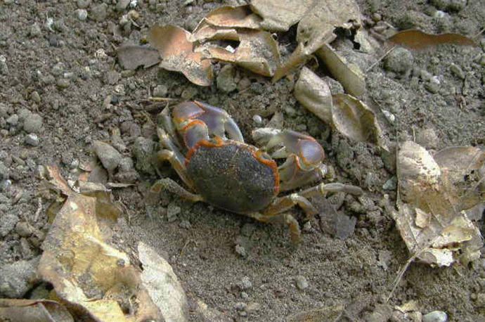 Mud-flat Crab