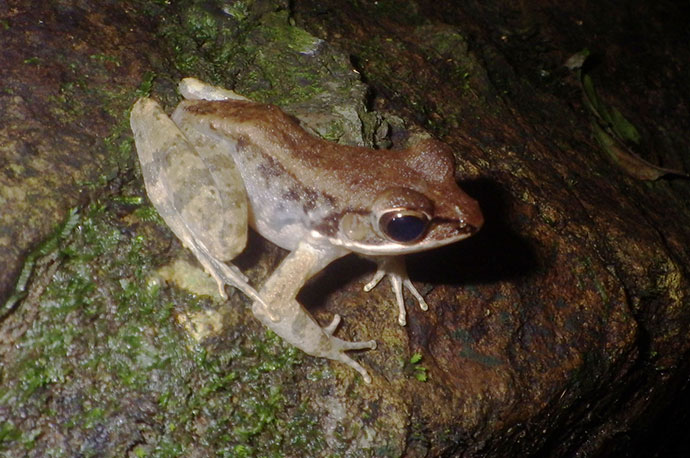 Okinawa Tip-nosed Frog