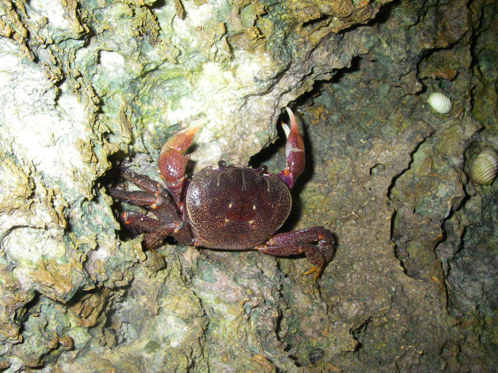 Rugose Land Crab