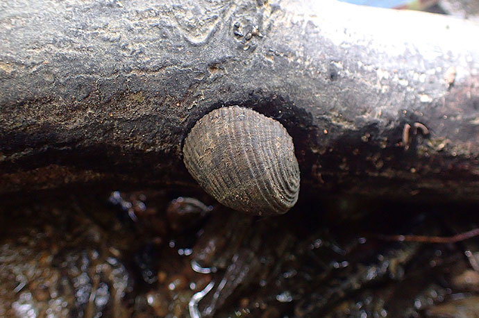 Flat-spire Nerite Snails