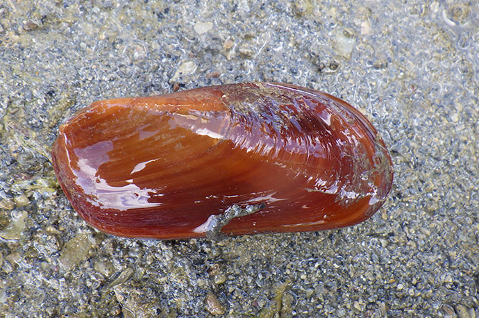 Vagina Horse Mussel