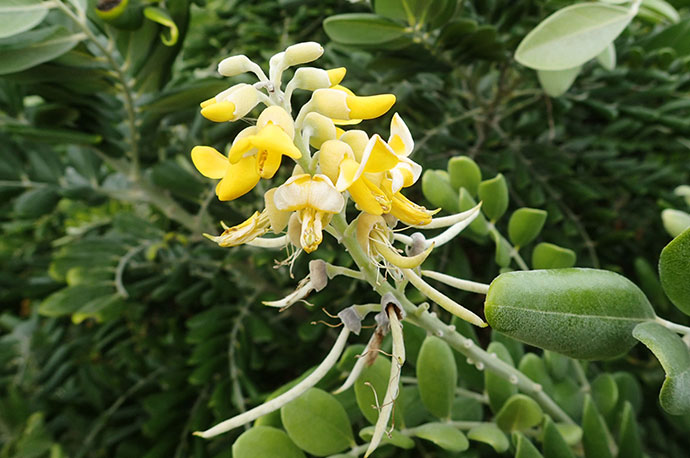 Yellow Necklacepod, Yellow Sophora