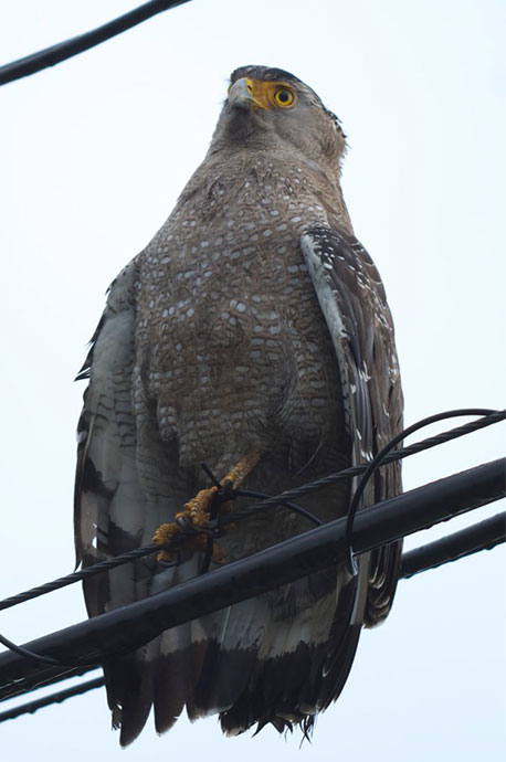 Adult Crested Serpent Eagle resting on a power cable.