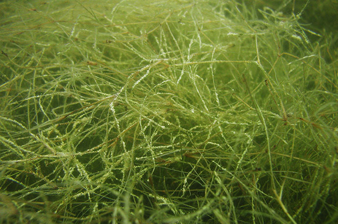 Widgeon grass, Beaked Tasselweed