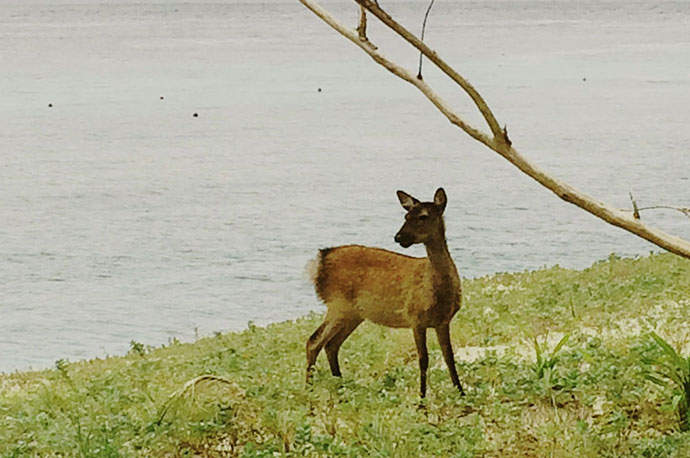 Japanese Deer, Ryukyu Sika, Kerama Sika, Sika Deer