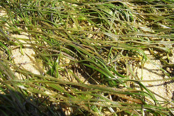 Japanese Eelgrass