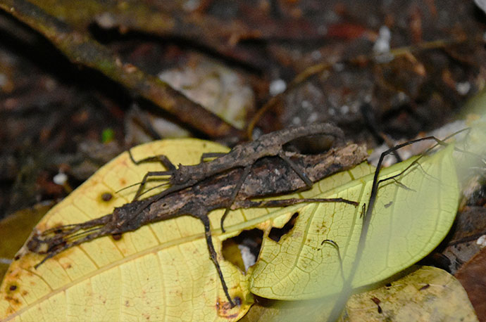 Small Cigar Stick Insect