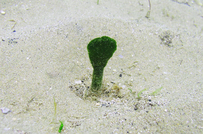 Elephant’s ear, Solitary Fan Seaweed