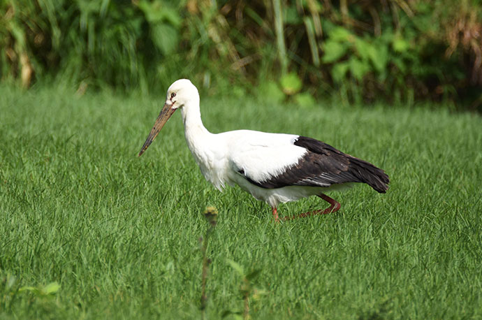 White Stork, Japanese White Stork