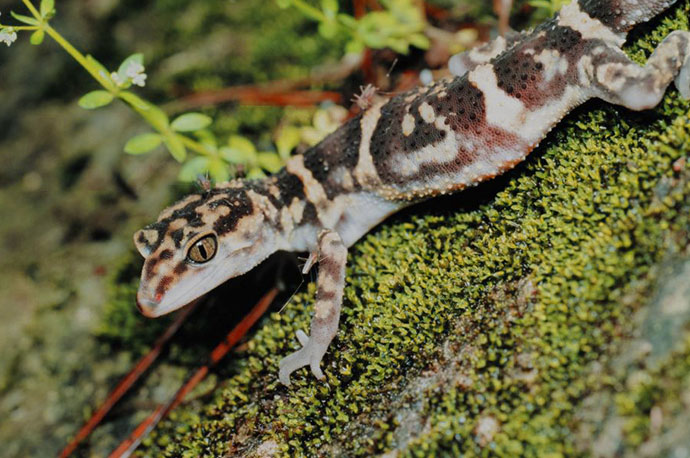 Yamashina’s Ground Gecko
