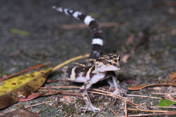 Yamashina’s Ground Gecko with its tail up.