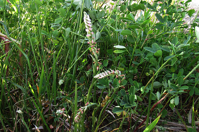 Chinese Spiranthes