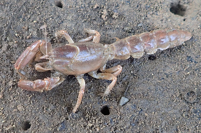 Scorpion Mud Lobster