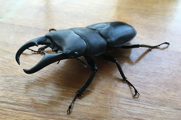 Okinawan Stag Beetle
