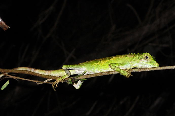 Okinawa Tree Lizard