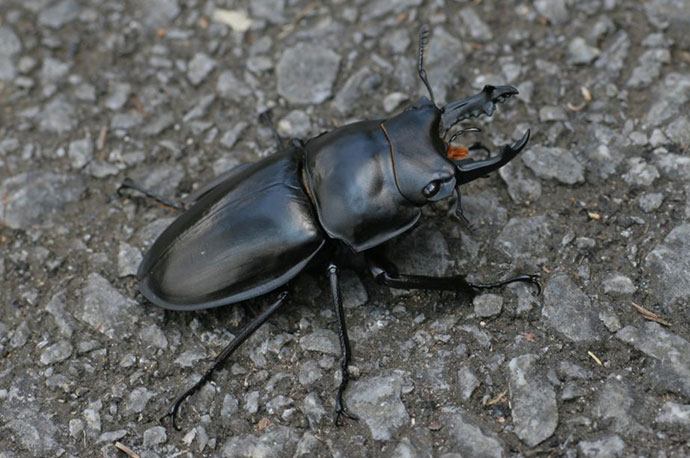Okinawa Stage-beetle