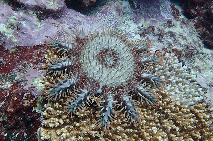 Crown-of-thorns Starfish